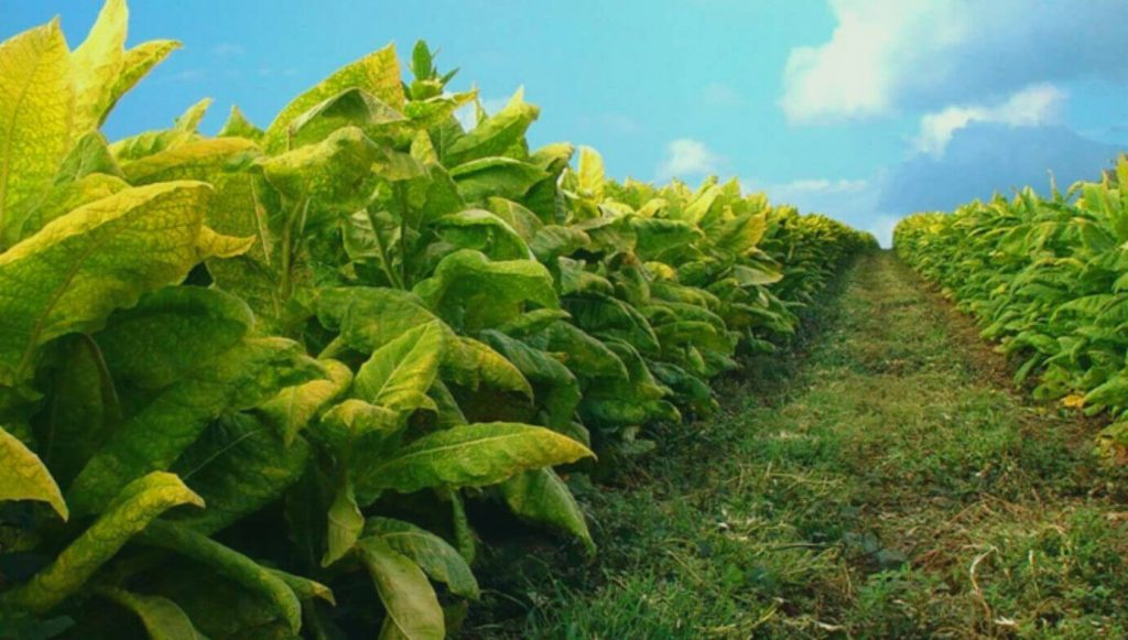 Rows of Verdant Tobacco Plants Dancing in the Argentinian Sun